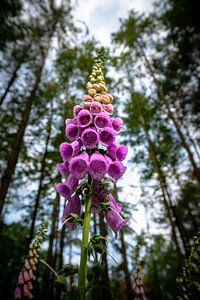 Prachtige bloeiende vingerhoeds bloemen in de bossen