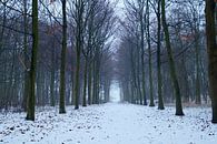 Winter in het bos, sneeuw op het bospad van Discover Dutch Nature thumbnail