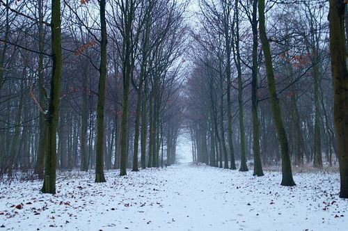Winter in het bos, sneeuw op het bospad