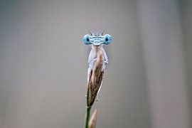 Close-up van de ogen van een waterjuffer (horizontaal)