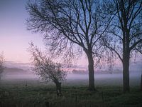 Foggy morning II