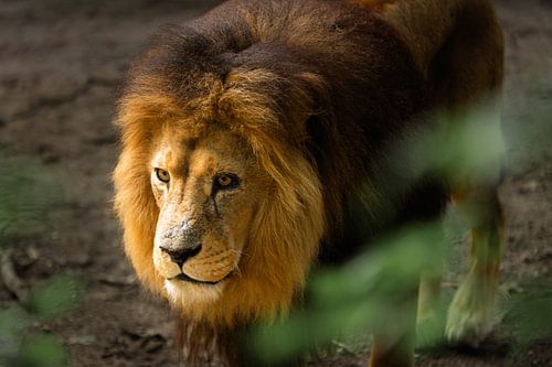 Leeuw aan de wandel.