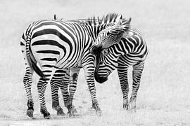 Wildlebende Zebras schließen Freundschaft von John Fan