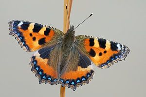 Papillon du petit batelier d'eau (Aglais urticae) en gros plan avec les ailes déployées, Veenwouden,