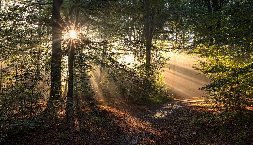 Lever de soleil dans la forêt : une danse mystique de lumière et de brouillard par Hevonax Photography