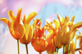 Gele tulpen by Marianna Pobedimova