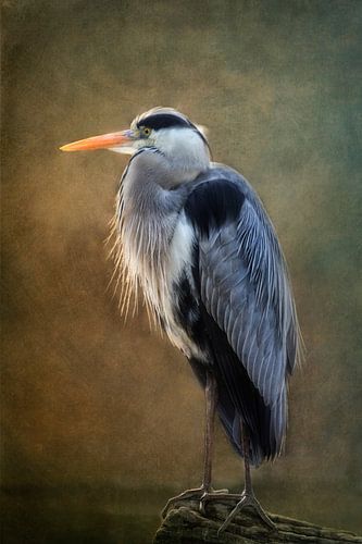 grey heron by Claudia Moeckel