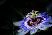 passion flower