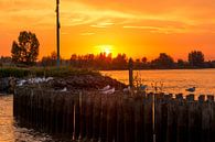 Gulls on the Lek by Marijke Durwael thumbnail