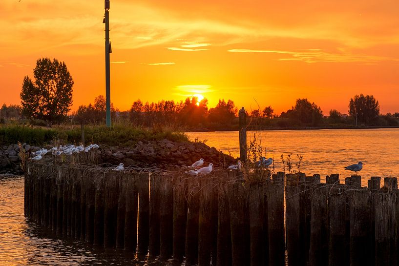 Gulls on the Lek by Marijke Durwael