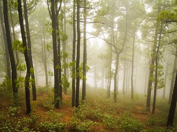 Fog in the volcanic landscape by Willemijn Wolthaus