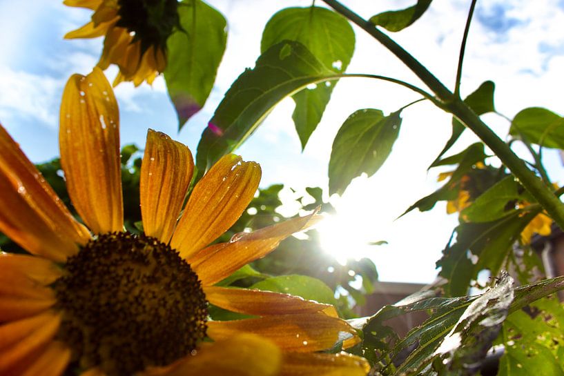 Sunflower by Eva Telder