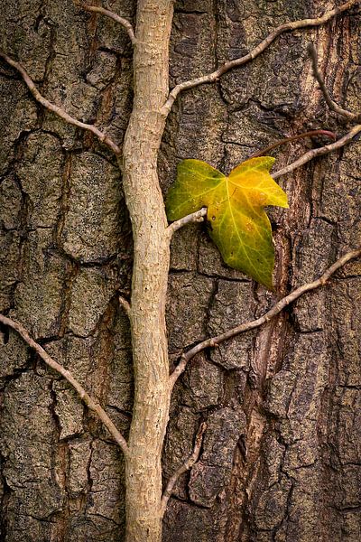 Herfstblad van Halma Fotografie