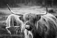 Schotse Hooglander