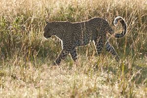 Leopard (Panthera pardus) walking through high grass in early morning sur Caroline Piek