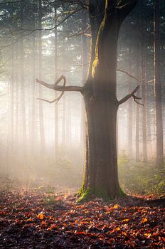 Sonnenbaden im Sonnenlicht