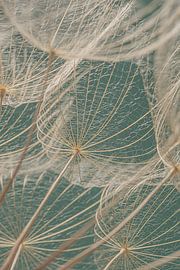 Natuurlijke elegantie: Close-up van een pluizenbol van Marjolijn van den Berg