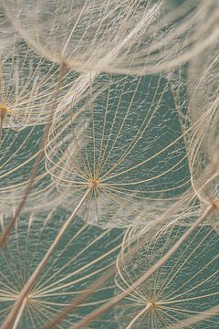 Natural elegance: Close-up of a fluff ball by Marjolijn van den Berg