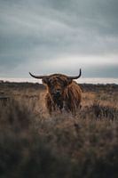 Scottish Highland cow