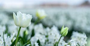 Tulpen tussen hyacinthen