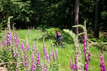 Mountainbikers op tocht in het bos van Udo Herrmann