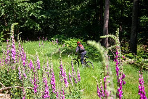 Mountainbikers op tocht in het bos