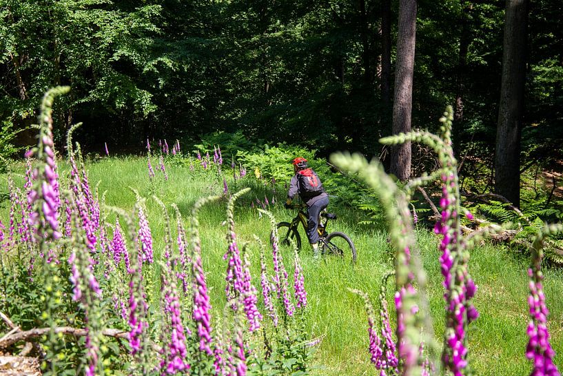 Mountainbiker on tour im Wald von Udo Herrmann