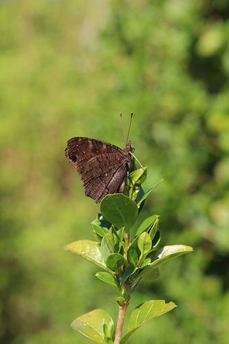 Dagpauwoog sur Inge van Zand