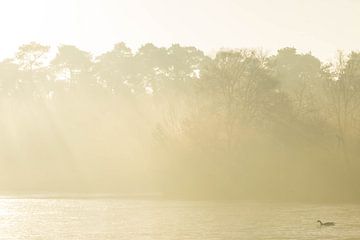 Mist op een herfstochtend bij het Voorste Goorven. van Miranda Rijnen Fotografie