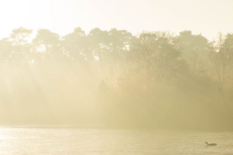 Fog on a autumn morning at the Voorste Goorven. by Miranda Rijnen Fotografie