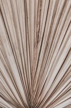 Texture de la feuille de palmier