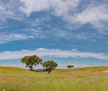 Allein stehende Bäume in einer rollenden Landschaft, Castro Verde, Portugal, Alentejo von Rene van der Meer Miniaturansicht