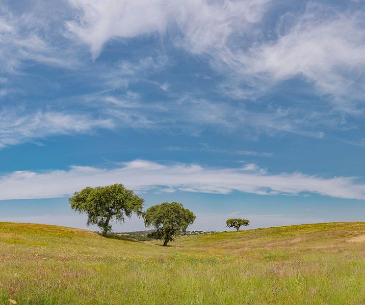 Solitary trees in a roling landscape, Castro Verde, Portugal, Alentejo, by Rene van der Meer