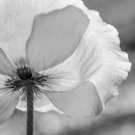 Fragile poppy standing in the sun | Picture | Black & White by Yvonne Warmerdam