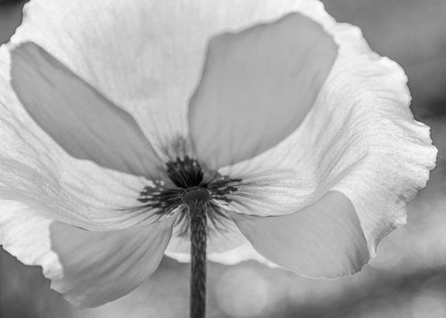 Fragile poppy standing in the sun | Picture | Black & White