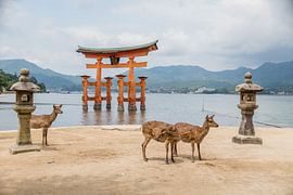 Orange torii with sika deer Miyajima Japan by Irene From
