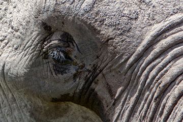 Elefantenauge von Peter Michel