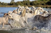 Horses