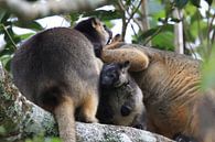A Lumholtz's tree-kangaroo (Dendrolagus lumholtzi) cub with mother in a tree Queensland, Australia by Frank Fichtmüller thumbnail