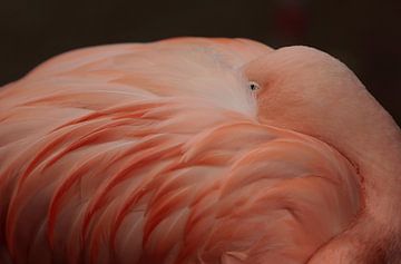 Flamingo by Frank Smedts