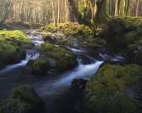 Fluss im Märchenwald