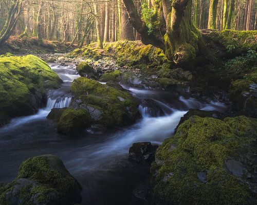 Une rivière dans une forêt de conte de fées
