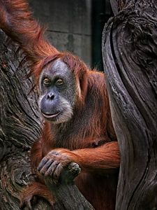 Orang Utan