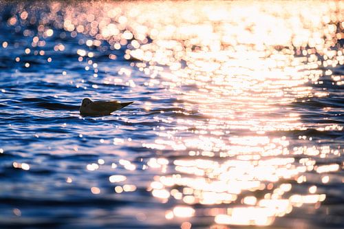 Möwe im Lichterzauber der Abendsonne von Nicc Koch