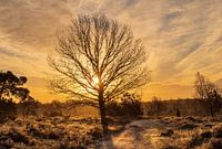 Winters Ochtendgloren