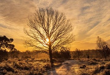 Winter Dawn by Rik Zwier