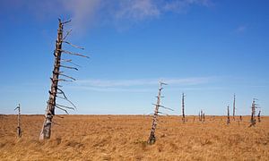 Hoge Venen van Miranda Bos