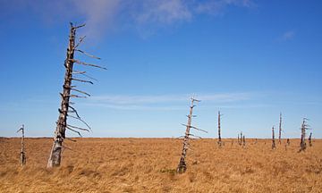 Hoge Venen sur Miranda Bos