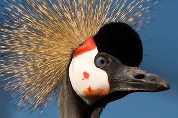 Kroonkraanvogel van Paul van Gaalen, natuurfotograaf