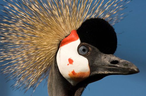 Kroonkraanvogel